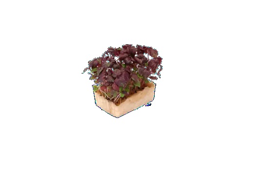 Red Perilla Micro Sprouts Seed small image